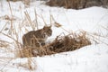 Bobcat Lynx rufus Crouches Behind Clump of Weeds Winter