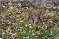 Bobcat Lynx rufus With Dead Mouse in Mouth Autumn Royalty Free Stock Photo