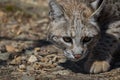 Bobcat hunting in the woods early spring Royalty Free Stock Photo