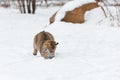 Bobcat Lynx rufus Lands After Pounce in Snow Winter