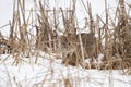 Bobcat Lynx rufus Lies Hidden in Dried Grass Winter