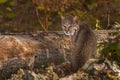 Bobcat (Lynx rufus) Looks Back Royalty Free Stock Photo