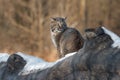 Bobcat Lynx rufus Looks Back Over Shoulder Royalty Free Stock Photo