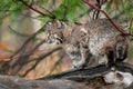 Bobcat (Lynx rufus) Looks Left Atop Log Royalty Free Stock Photo