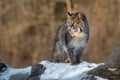 Bobcat Lynx rufus Looks Left into Sun Royalty Free Stock Photo