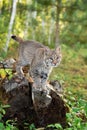 Bobcat Lynx rufus Looks Out From Atop Log Autumn