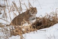 Bobcat (Lynx rufus) Looks Out While Stepping Right Amongst Weeds Winter