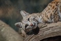 Bobcat looks playful on log early spring Royalty Free Stock Photo