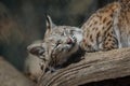 Bobcat looks playful on log early spring Royalty Free Stock Photo