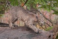 Bobcat (Lynx rufus) Looks Right Atop Log Royalty Free Stock Photo