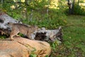 Bobcat (Lynx rufus) Looks Right From Top of Rock Autumn Royalty Free Stock Photo