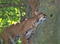 North American Bobcat Lynx Rufus