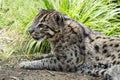 Bobcat, lynx rufus. North american wild cat related to the lynx. Royalty Free Stock Photo