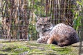 Bobcat (Lynx rufus) Outdoors