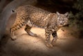 Bobcat Lynx rufus