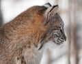 Bobcat (Lynx rufus) Profile Royalty Free Stock Photo