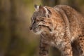 Bobcat Lynx rufus Profile Royalty Free Stock Photo