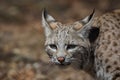 Bobcat profile closeup in early spring Royalty Free Stock Photo
