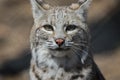 Bobcat profile closeup in early spring Royalty Free Stock Photo