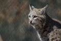 Bobcat side profile in early spring Royalty Free Stock Photo
