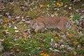 Bobcat Lynx rufus Prowls Left Through Autumn Leaves