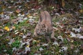 Bobcat Lynx rufus Quick Turn Autumn