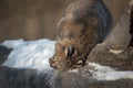 Bobcat Lynx rufus Rubs Cheek on Log Royalty Free Stock Photo