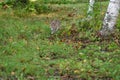 Bobcat (Lynx rufus) Runs Forward Past Birches Autumn