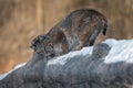 Bobcat Lynx rufus Scent Marking Log Royalty Free Stock Photo