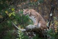 Bobcat Lynx rufus Sits on Branch Autumn Royalty Free Stock Photo