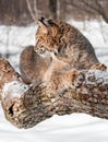 Bobcat (Lynx rufus) Sits on Branch in Profile Royalty Free Stock Photo
