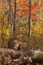 Bobcat (Lynx rufus) Sits on Log Royalty Free Stock Photo