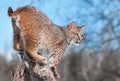 Bobcat (Lynx rufus) With Snow in His Fur Stands on Stump Royalty Free Stock Photo