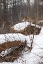 Bobcat Lynx rufus Stalks Across Top of Rock Winter Royalty Free Stock Photo