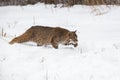 Bobcat Lynx rufus Stalks Right Across Snow Winter