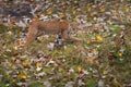 Bobcat Lynx rufus Stalks Right Autumn