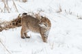 Bobcat Lynx rufus Standing Looks Back Over Shoulder Left Winter Royalty Free Stock Photo