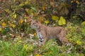 Bobcat Lynx rufus Stands in Autumn Grasses