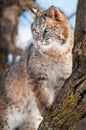 Bobcat (Lynx rufus) Stands on Branch in Tree Royalty Free Stock Photo