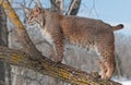 Bobcat (Lynx rufus) Stands on Branch of Tree Looking Left Royalty Free Stock Photo