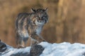 Bobcat Lynx rufus Stands on Log One Paw Forward Winter