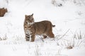 Bobcat Lynx rufus Stands in Snow Looking Out Winter