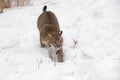 Bobcat Lynx rufus Steps Forward Tail Up Winter