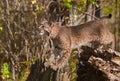 Bobcat (Lynx rufus) Stretches Between Stump and Tree Royalty Free Stock Photo