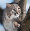 Bobcat (Lynx rufus) in Tree Royalty Free Stock Photo