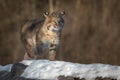 Bobcat Lynx rufus Walks Forward On Log