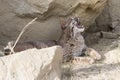 Bobcat with mouth fully open Royalty Free Stock Photo