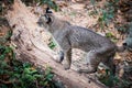 Bobcat near Savannah, Georgia