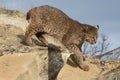 Bobcat out on a hunt Royalty Free Stock Photo