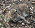 Bobcat Photos. Image. Portrait. Picture. Bobcat animal close-up profile view resting on ground